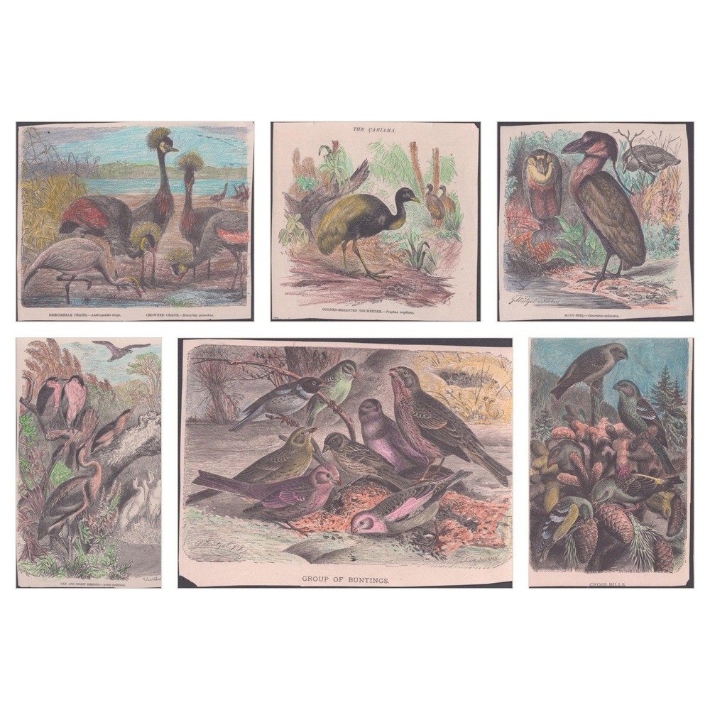 6 Antique Bird Color Hand Colored Lithograph Prints Cranes Herons Buntings